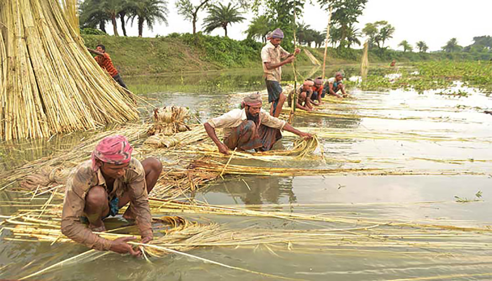 শার্শার মাঠে সোনালি আঁশের জোয়ার, ন্যায্যমূল্য নিয়ে দুশ্চিন্তায় কৃষক