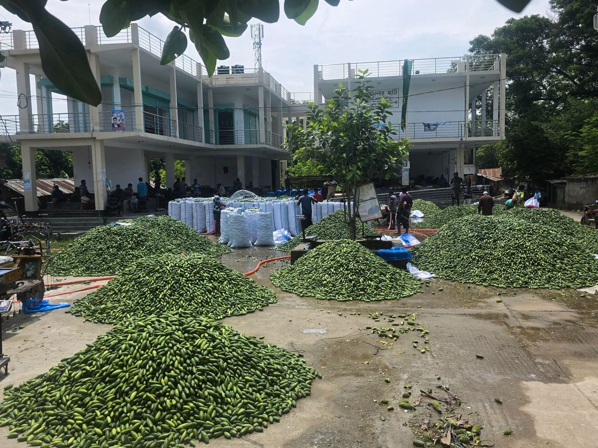 মোহনপুরে কৃষকের বিক্রি ১৩–১৫ টাকা, রাজশাহী শহরে পটল ৩০ টাকা—দামের ব্যবধান নিয়ে প্রশ্ন